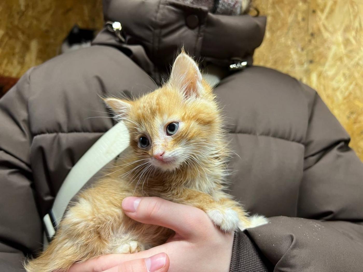 Студенты СТФ подарили тепло обитателям приюта «Домик спасенных душ»